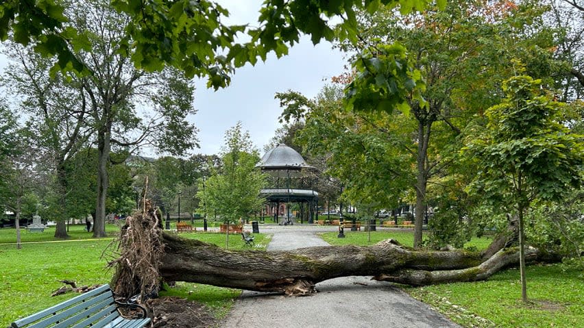 King's Square, in uptown Saint John, which lost several trees during post-tropical Dorian in 2019, had at least two large trees uprooted by Lee over the weekend.