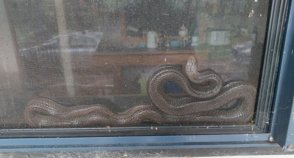 The snake between the glass and fly screen.