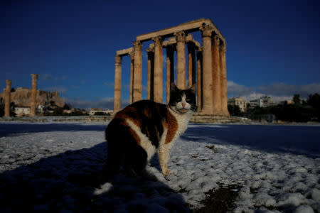 A cat is seen inside the archaeological site of the ancient Temple of Zeus following a snowfall in Athens, Greece, January 8, 2019. REUTERS/Alkis Konstantinidis