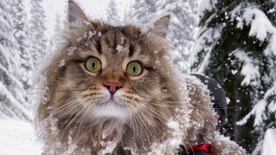 Though Moose the long-haired cat is game for long hikes, he'd much rather ride in his owner's backpack on snowshoeing expeditions.