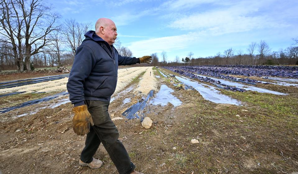 Glen Stillman, owner of Stillman's Greenhouses & Farm in New Braintree, indicates standing water between rows of red cabbage.