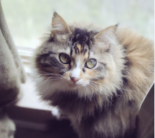 This woman was casually recording her cats when one revealed itself to be some type of martial artist