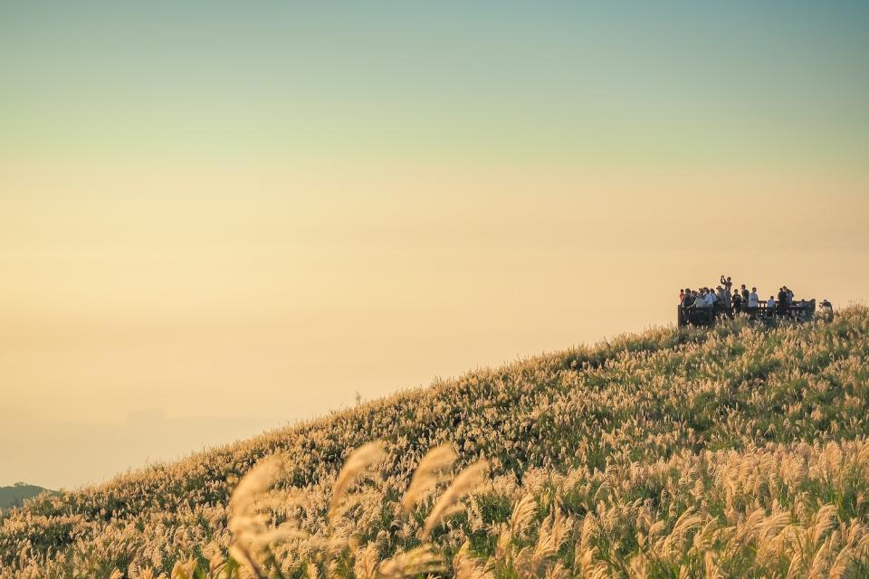 大屯山可見整片芒花隨秋風舞動（圖片來源：Getty Creative）