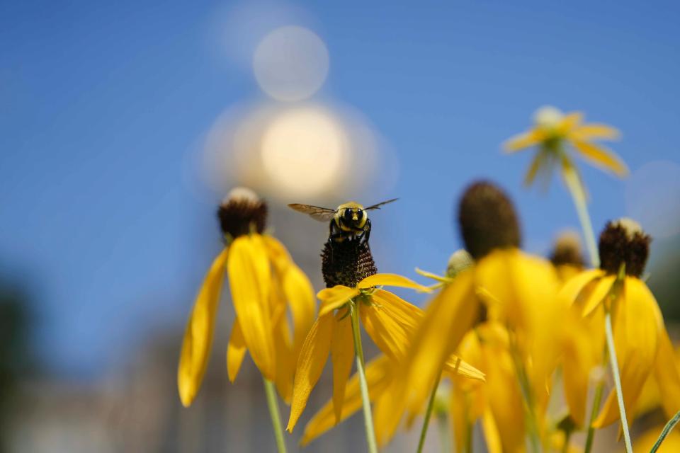 A bumblebee gathers pollen from a coneflower at the Iowa Capitol Building on Saturday, July 11, 2020.