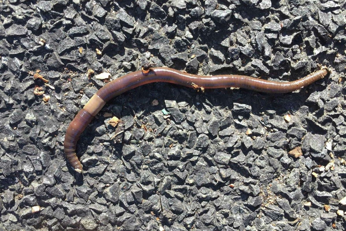 A giant earthworm known as a ‘jumping worm’ is spreading  in Connecticut (Connecticut Agricultural Experiment Station)