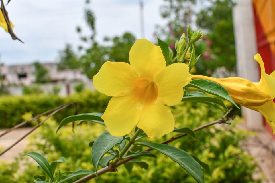 9) Yellow Bells