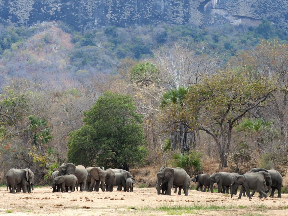 One of Africa’s largest wildlife reserves is marking a year without a single elephant being killed by poachers. In recent years, thousands of animals had been killed in Mozambique’s Niassa park, reducing the number of elephants from 12,000 to little over 3,600 in 2016. Rigorous anti-poaching strategies were introduced in the park – which is larger than Switzerland – and since 17 May, 2018, no elephants have been killed. The dramatic turnaround is thanks to the introduction of a rapid intervention police force and more assertive patrolling and response by air, according to the New York-based Wildlife Conservation Society, which manages the reserve with Mozambique’s government and several other partners.“It is a remarkable achievement,” James Bampton, country director with the Wildlife Conservation Society, told Associated Press.The new interventions have led partners to hope that Niassa’s elephants “stand a genuine chance for recovery,” the conservation group said.However, despite the sign of progress, it could take many years for the elephant population in Niassa to rebuild to its former levels even if poaching is kept under control.Mr Bampton said he discovered the year free of poaching deaths while going through data. He said political will is a key reason for the success, with Mozambique’s president keen to see poaching reduced.Mr Bampton acknowledged that the low number of remaining elephants is also a factor in the decline in poaching. A year ago, he estimated that fewer than 2,000 elephants remained in Niassa, though he now says preliminary analysis of data from a survey conducted in October and not yet published indicated that about 4,000 elephants are in the reserve.Still, a year that appears to be free of elephant poaching in the sprawling reserve drew exclamations from some wildlife experts.“It is a major and very important development that poaching has ceased. This represents a major success,” George Wittemyer, who chairs the scientific board for the Kenya-based organisation Save the Elephants, told the AP.The new rapid intervention police force is an elite unit that is better-armed than the reserve’s normal rangers and has “a bit of a reputation of being quite hard,” Mr Bampton said, adding that no “bad incidents” have been reported in Niassa.Members of the force are empowered to arrest suspected poachers, put together a case within 72 hours and submit it to the local prosecutor, Mr Bampton said. “Just being caught with a firearm is considered intent to illegal hunting,” he added, with a maximum prison sentence of 16 years.Wildlife experts have seen gains elsewhere in Africa against elephant poaching. Tanzania’s Selous Game Reserve, widely acknowledged as “Ground Zero” for poaching and linked to the Niassa reserve by a wildlife corridor, also has seen a recent decline in the killings.African elephant poaching has declined to pre-2008 levels after reaching a peak in 2011, according to the Convention on International Trade in Endangered Species.But experts say the rate of annual elephant losses still exceeds the birth rate, and the encroachment of human settlements is reducing the animals’ range. Africa’s elephant population has plummeted from an estimated several million around 1900 to little more than 400,000, according to surveys in recent years.Collaboration and “huge effort” among the Niassa reserve’s partners has been crucial but data show that issues remain with other iconic species such as lions, said Rob Harris, country manager for Fauna & Flora International, which supports one of the operators in the reserve. “So the combination of national-level support and on-the-ground effort must be maintained to improve the situation for all wildlife.”Additional reporting by AP