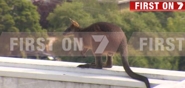 Wallaby in dramatic car park rescue. Photo: 7News