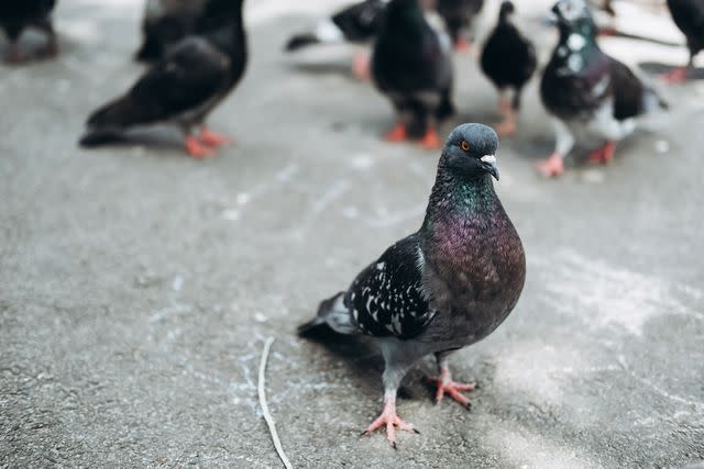 More Than 200 Birds and Other Animals Found in N.Y. Home of Veterinarian: ‘Literally Unsafe’