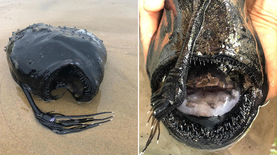 A deep sea Pacific Footballfish was found washed up on Newport Beach in California on Friday. Source: Ben Estes/@crystalcovestatepark via Davey's Locker Sportfishing & Whale Watching