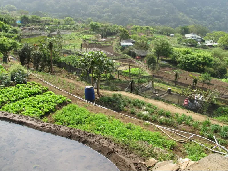 ▲標租農地變身都市小農，享受自栽自食的新鮮生活。（圖 ／新北市政府地政局提供）