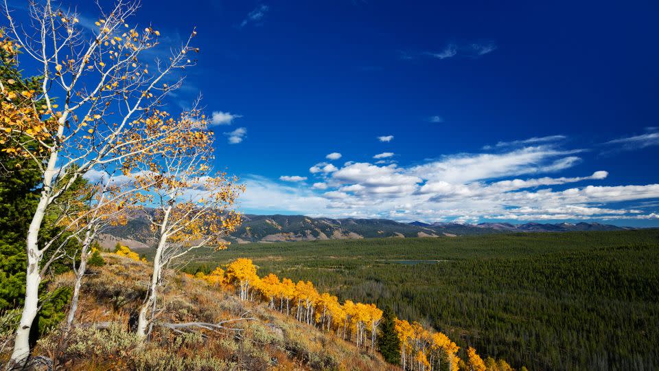 A line of golden aspens festoons a hillside in the Sawtooth Mountains in Stanley, Idaho, above Redfish Lake. - Anna Gorin/Moment RF/Getty Images