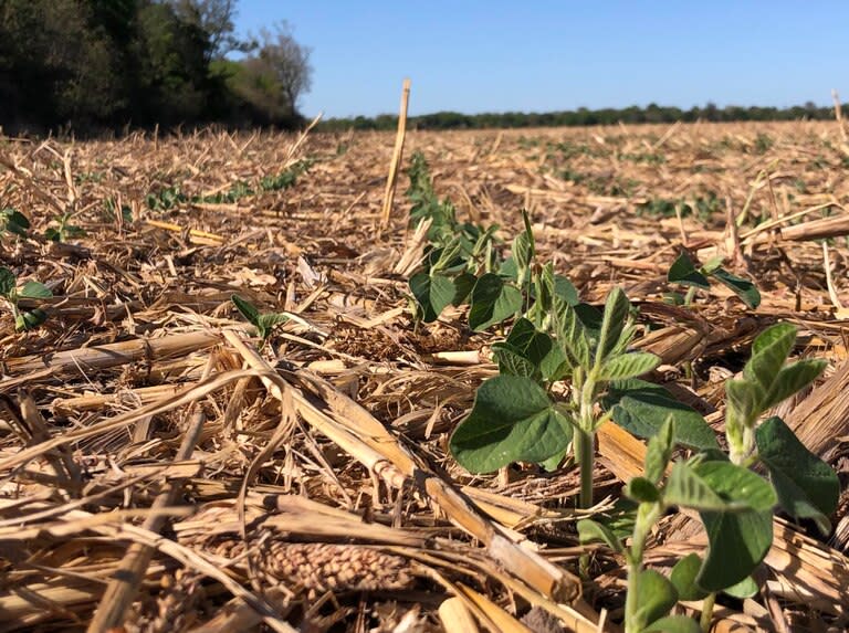 Es clave la agricultura continua en siembra directa