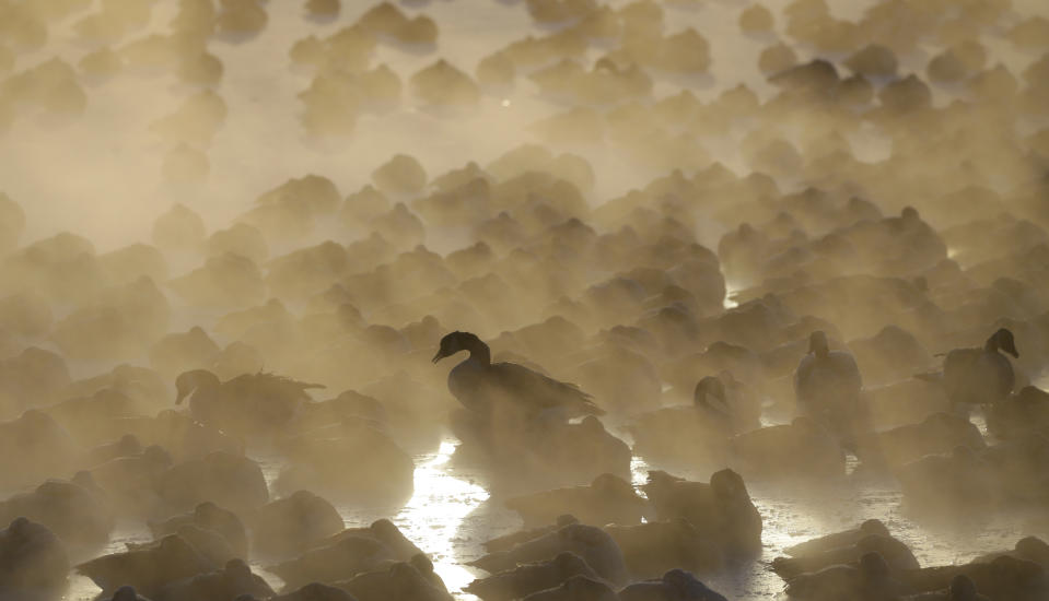 Geese huddle together as the sun rises at the harbor in Port Washington, Wis., on Jan. 30, 2019. A deadly arctic deep freeze enveloped the Midwest with record-breaking temperatures. (Photo: Jeffrey Phelps/AP)