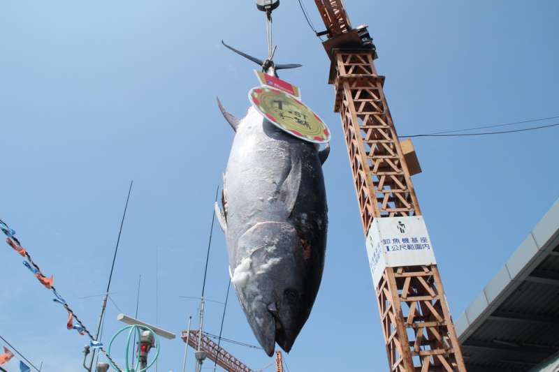 2018黑鮪魚季「第一鮪」確認，4月22日由屏東縣長潘孟安主持拍賣，拍出高價。（屏東縣政府）
