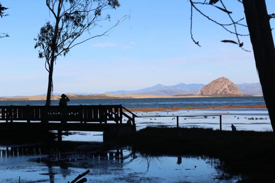 Los Osos resident Dave Lamkin observes birds at the 32-acre Morro Coast Audubon Society Sweet Springs Nature Preserve at the Morro Bay estuary on Jan. 12, 2024.