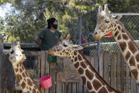 A masked zoo worker watches over giraffes at feeding time at the Oakland Zoo on July 2, 2020, in Oakland, Calif. Zoos and aquariums from Florida to Alaska are struggling financially because of closures due to the coronavirus pandemic. Yet animals still need expensive care and food, meaning the closures that began in March, the start of the busiest season for most animal parks, have left many of the facilities in dire financial straits. (AP Photo/Ben Margot)