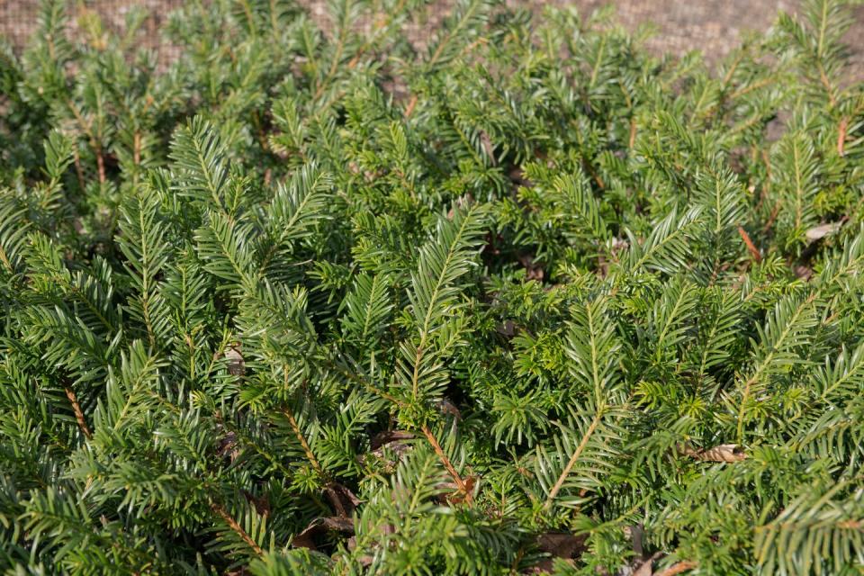 Plum Yew