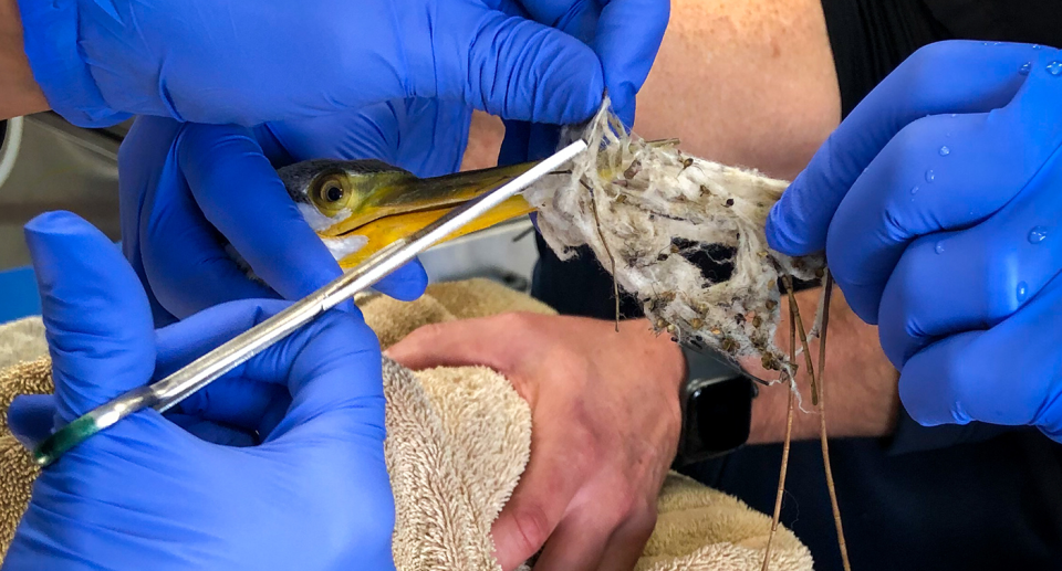 Close up of gloved hands and scissors as vet staff work to remove fabric from the Australasian darter's beak