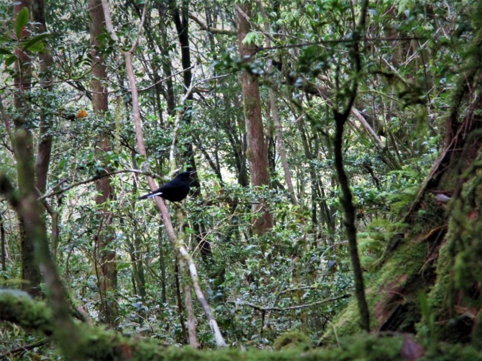 福巴越嶺步道發現的珍稀植物水晶蘭（右），與白尾鴝等生物。（新竹林區管理處提供）