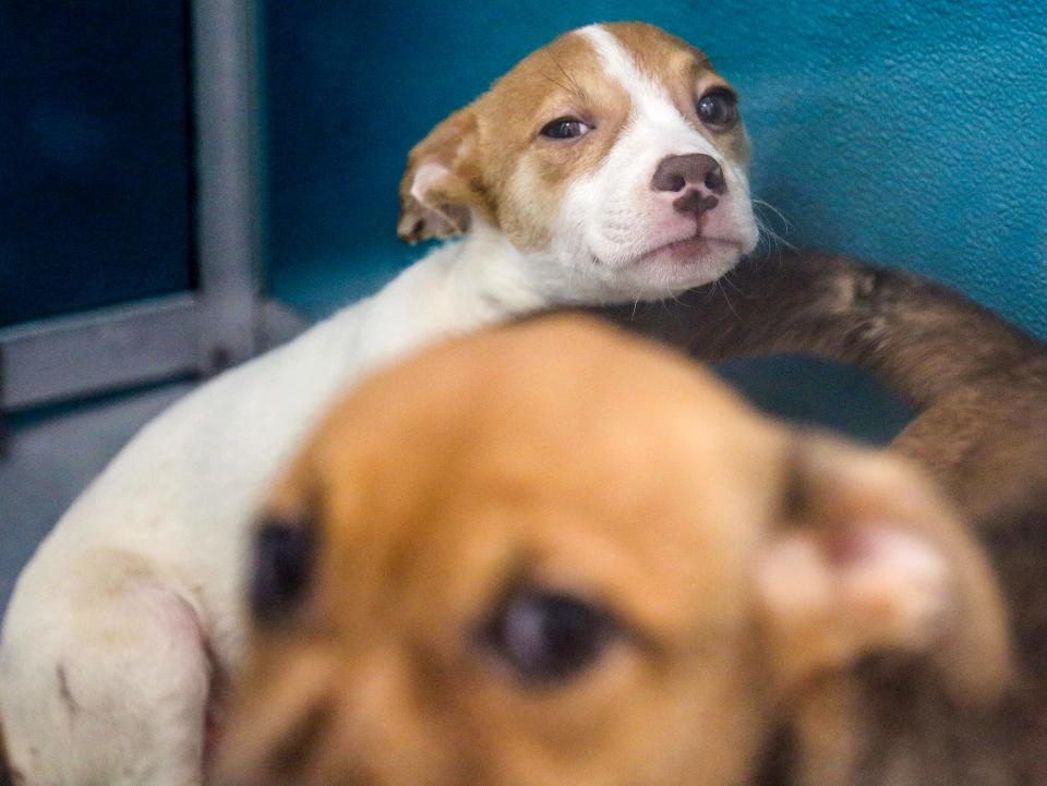 Two dogs share a kennel at the Oklahoma City Animal Shelter.