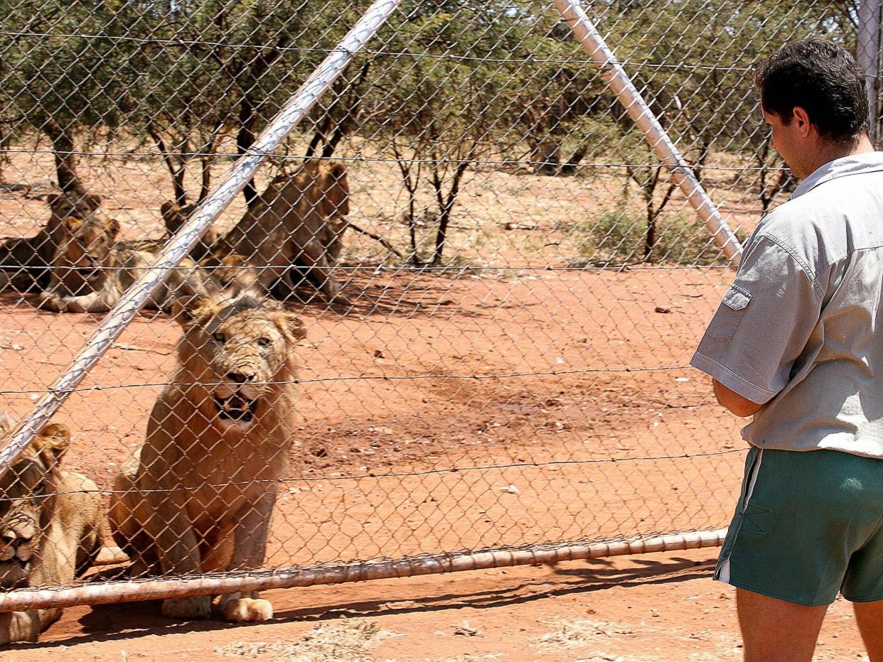 Lions are bred on South African farms to attract trophy-hunters and for their bones to be sold: AFP/Getty Images