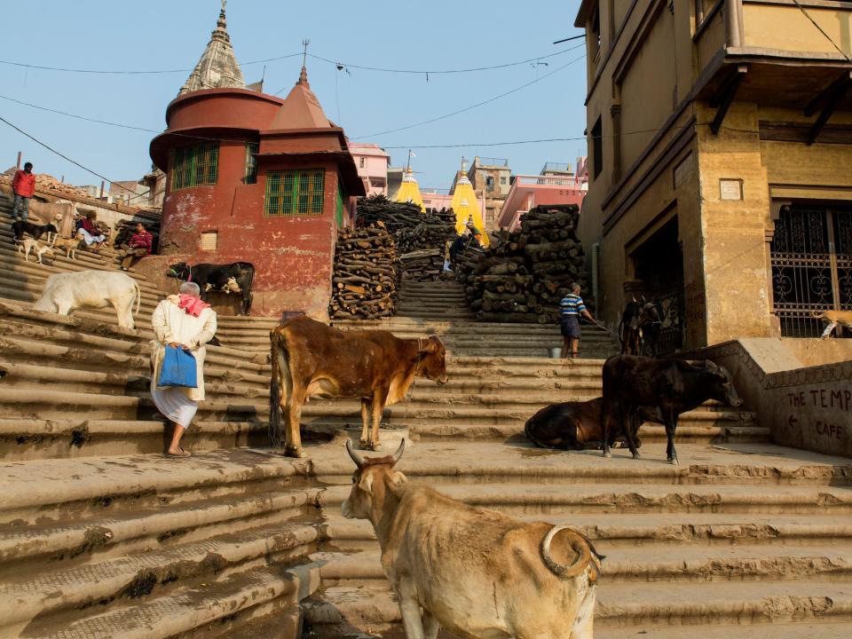 Cows on the steps beside the River Ganges in Uttar Pradesh in 2020. People climb the stairs alongside them.