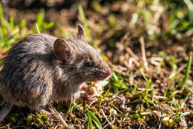 Moles Vs Voles How To Tell The Difference Between These Common Garden Pests