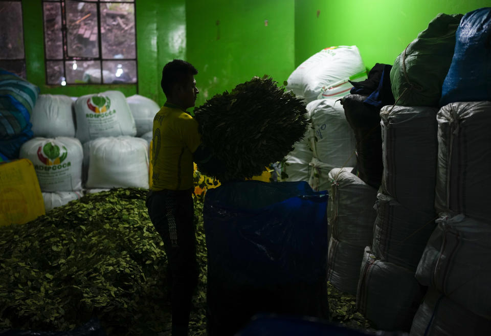 Un vendedor llena un saco con hojas de coca en el mercado de La Paz, Bolivia, el jueves 18 de abril de 2024. La Constitución de 2009 de Bolivia declaró a la hoja de coca como “patrimonio cultural” y “factor de cohesión social”, ya que “en su estado natural no es estupefaciente”. Además, hay una reserva legal que permite el mascado de hoja desde 2013, una práctica que lleva generaciones siendo parte de la cultura y tradición. (AP Foto/Juan Karita)