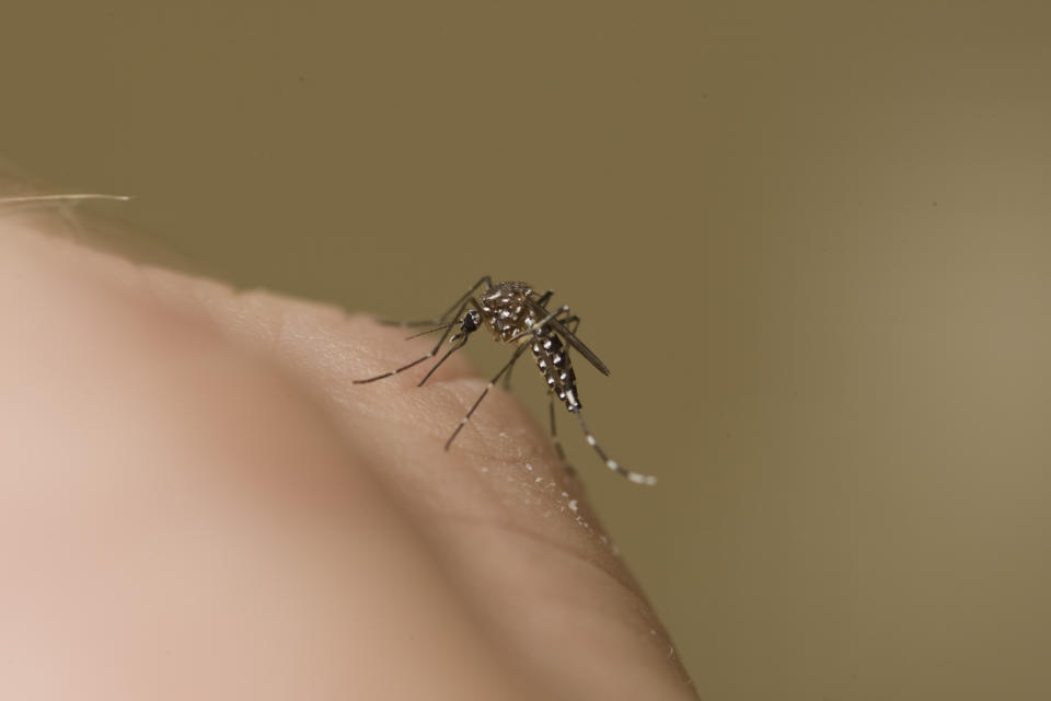 A mosquito on a hand. Source: AAP