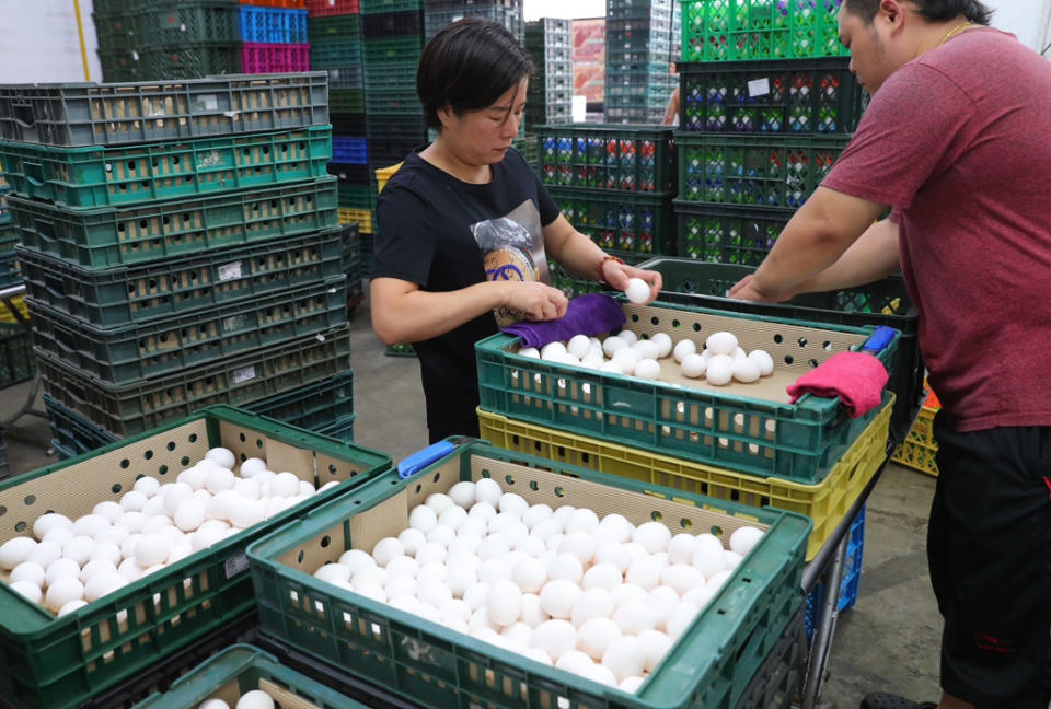 進口蛋風波持續延燒，圖為店家過濾雞蛋。(示意圖／季志翔攝)