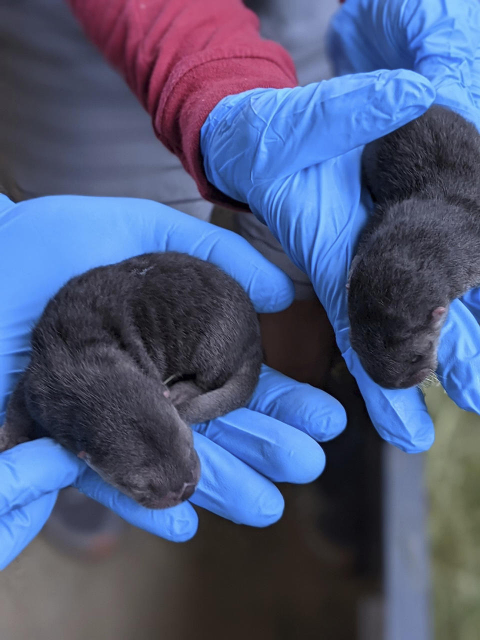 In this photo provided by Zoo Miami, North American river otter pups, born on Friday, Feb. 5, 2021, are held at the zoo in Miami. Zoo Miami is celebrating the birth of three North American river otter pups. (Sean Juman/Zoo Miami via AP)