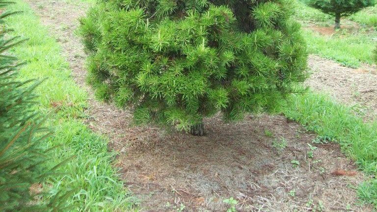 virginia pine types of christmas trees