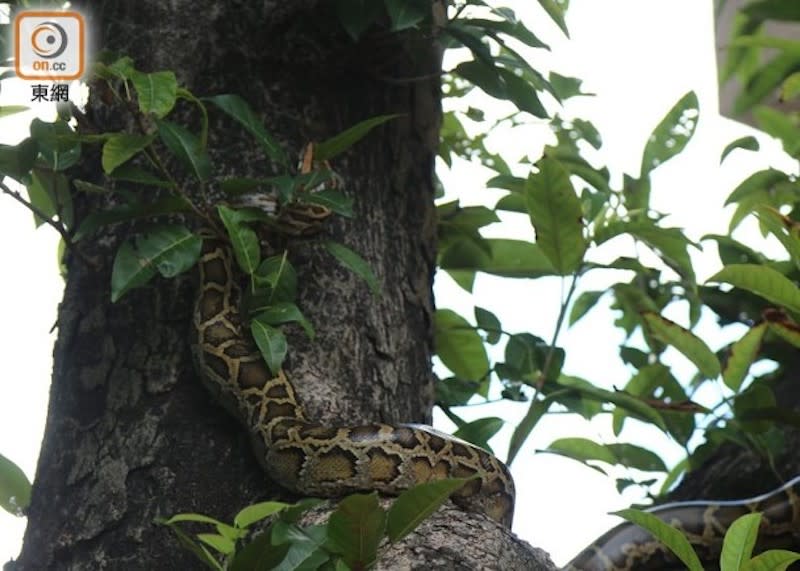 緬甸蟒為本港最常見的蛇類。