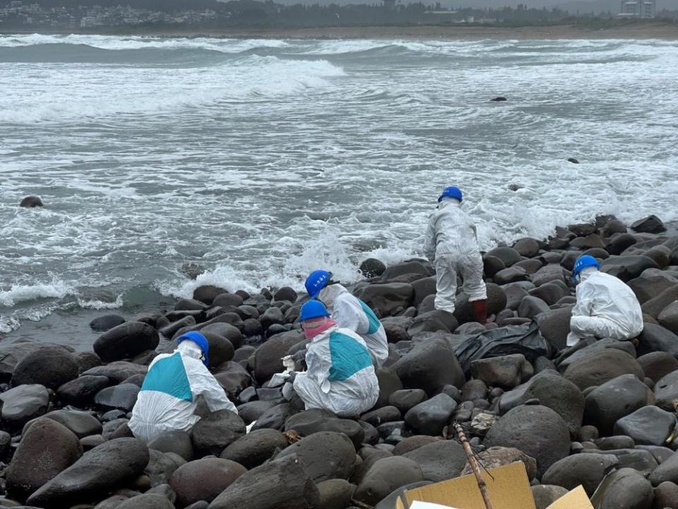 《圖說》12月12日新北環保局應變隊於金山中角灣進行油污清理。〈環保局提供〉