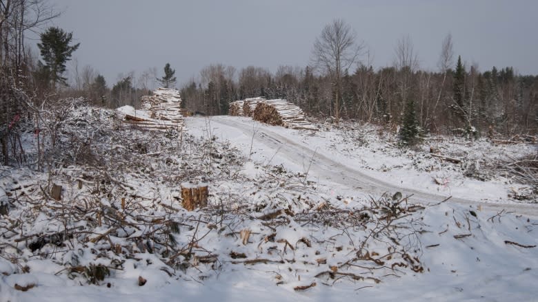 Opponents say Crown land licence would chop down forest health