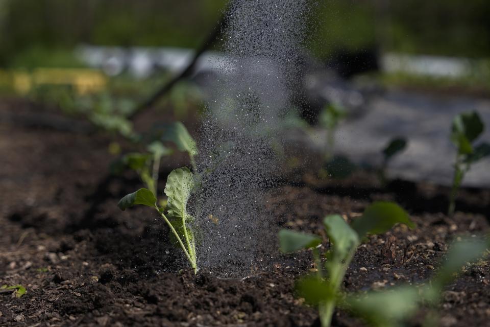 Rubila Clemente waters green onions, Friday, April 19, 2024, at Christopher Farm in Modoc, Ind. As climate change drives an increase in spring rains across the Midwest, it can mean more anxiety for farmers eager to carry out the ritual of spring planting. (AP Photo/Joshua A. Bickel)