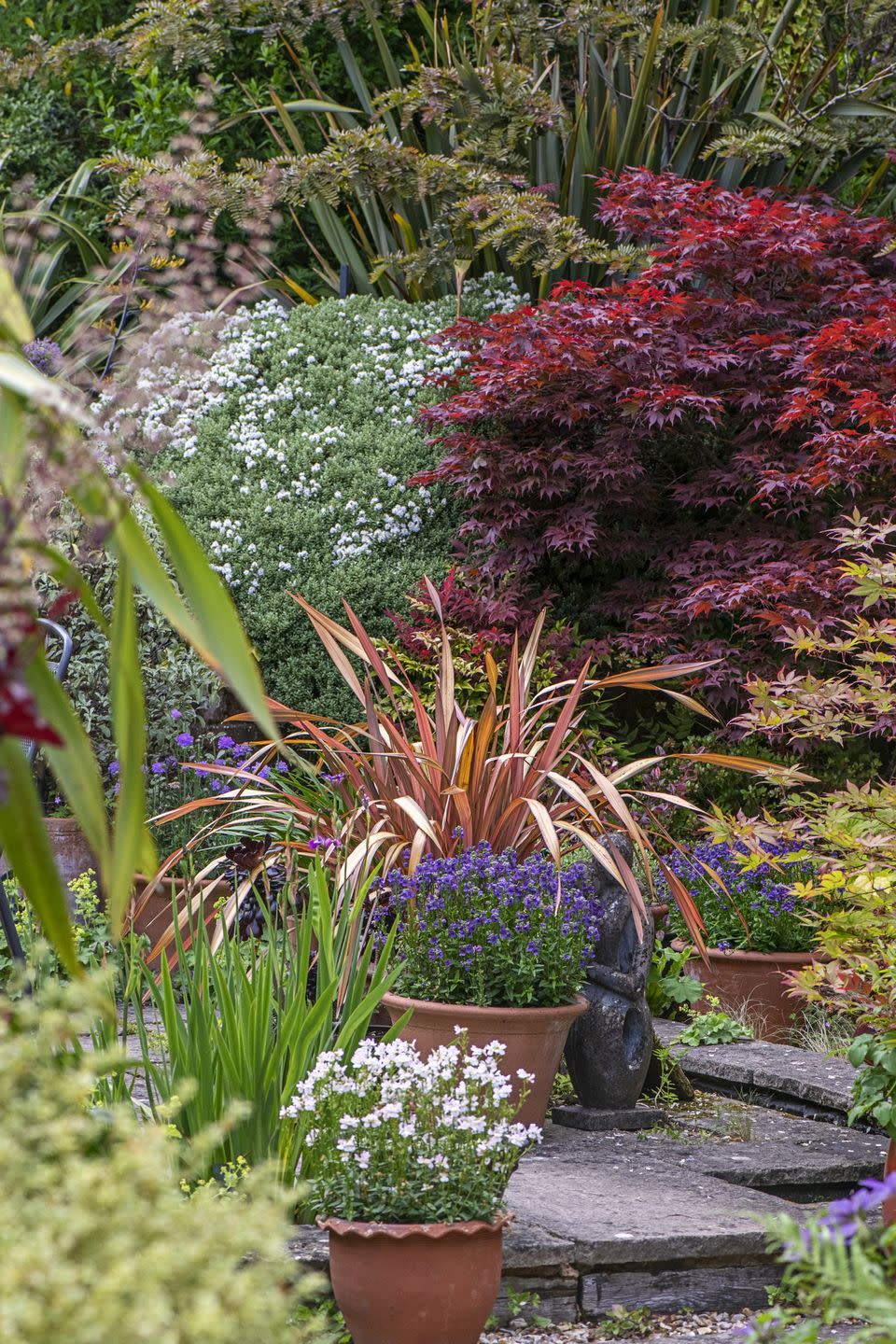 beautiful english summer, herbaceous flower borders with phormium plant, acer palmatum tree and terracotta pots