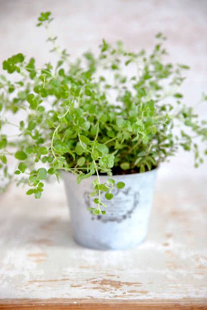 9) Thyme