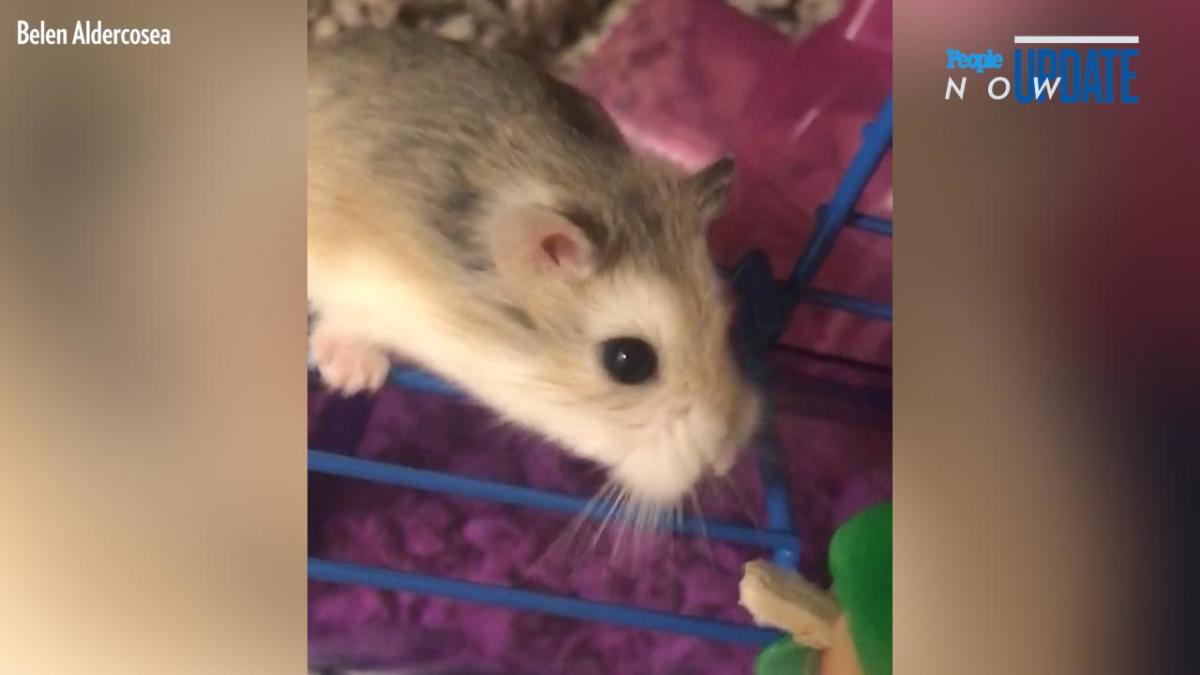 Woman Who Flushed 'Emotional Support Hamster' Down Toilet May Sue Airline