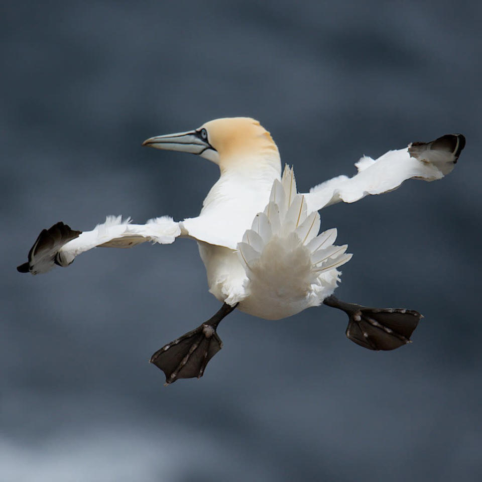 “Platz da, ich komme!”, scheint dieser lustige Vogel hier zu rufen. Die Einsendung des Briten Charlie Davidson schaffte es in die engere Auswahl. (Bild: Charlie Davidson/Comedy Wildlife Photography Awards) 