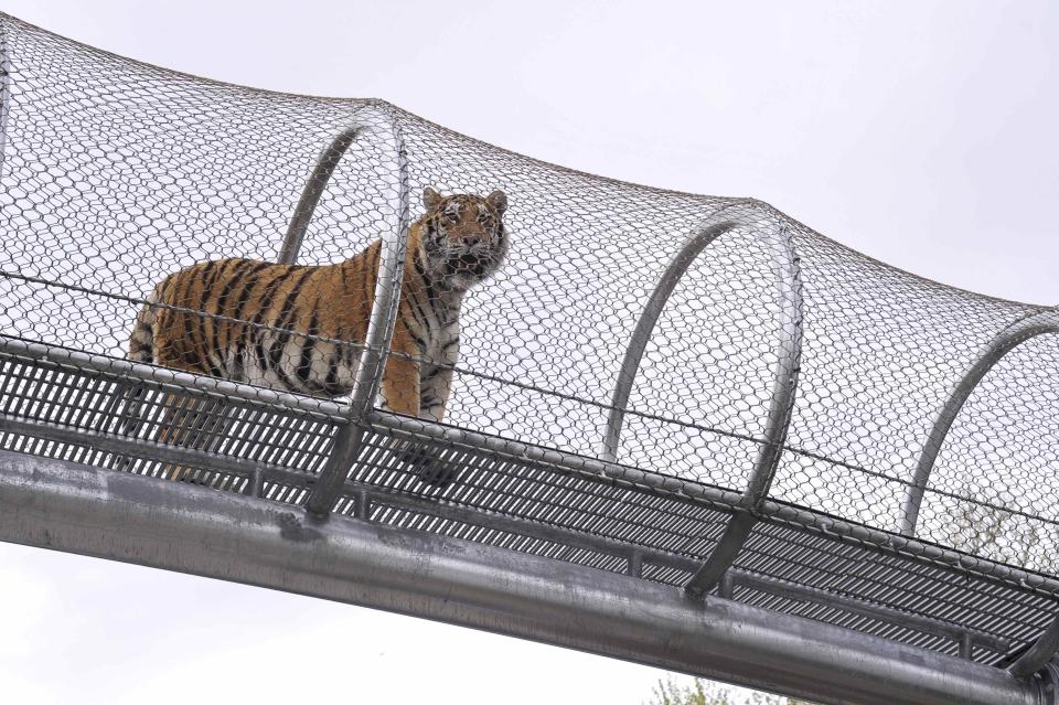 An Amur tiger walks over the new Big Cat Crossing at the Philadelphia Zoo in Philadelphia