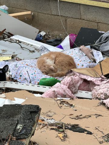 <p>Courtesy of Ricky Sessum</p> Sandy the cat curled up on pillow after surviving a tornado in Madison, Tennessee