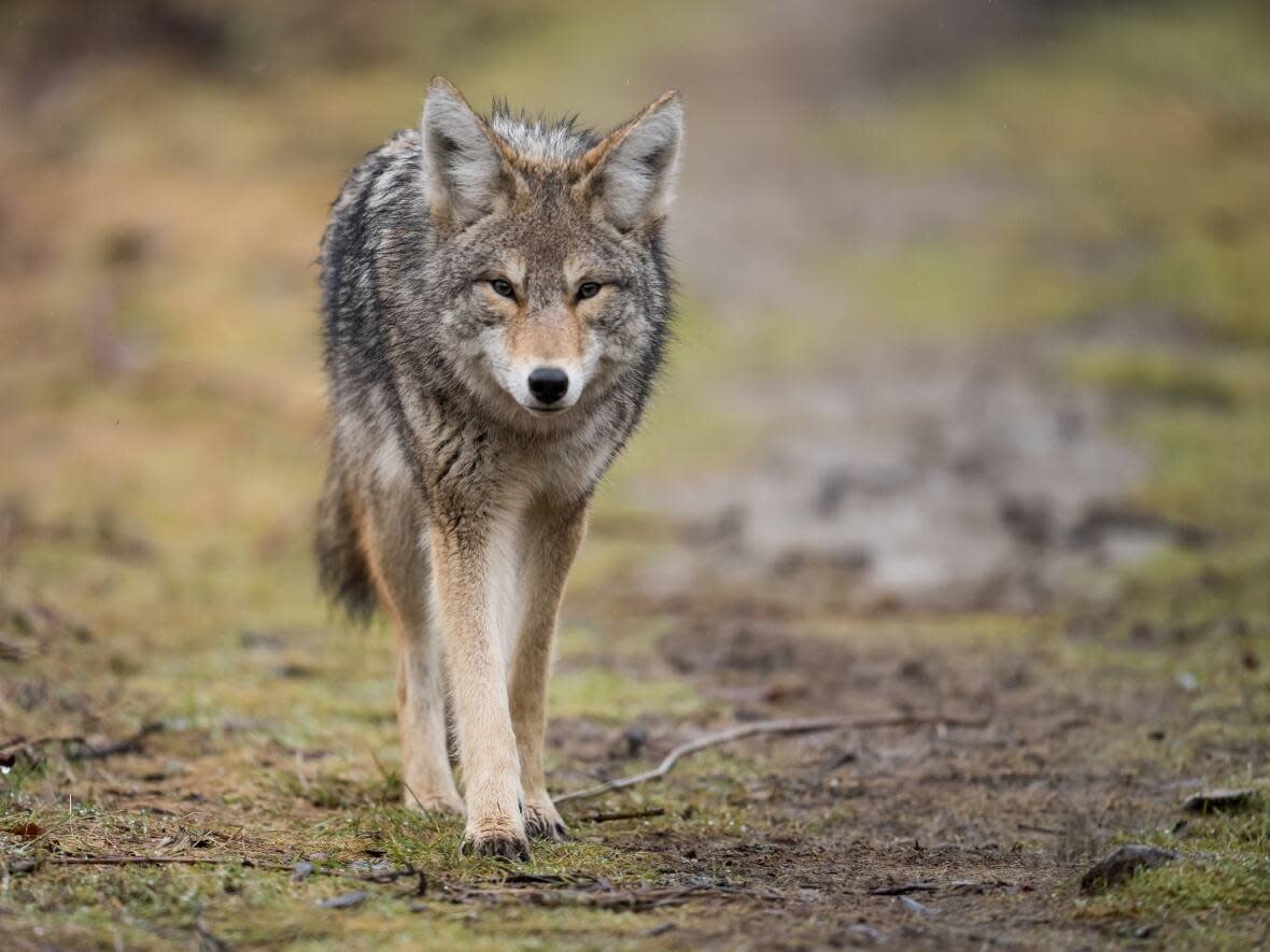 Coyotes are not new to urban centres, and are most likely to be seen on the outskirts of cities and towns.  (Harry Collins Pho/Shutterstock - image credit)