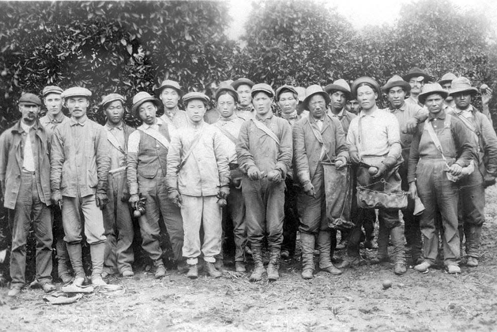 Anh Chang Ho and others work in an orange orchard in citrus-rich Riverside, California, site of the first Koreatown in the United States.