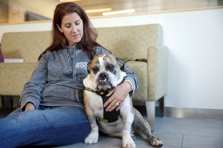 Moose, a six-year-old English Bulldog, waits with his owner to receive trial medical treatment in North Grafton