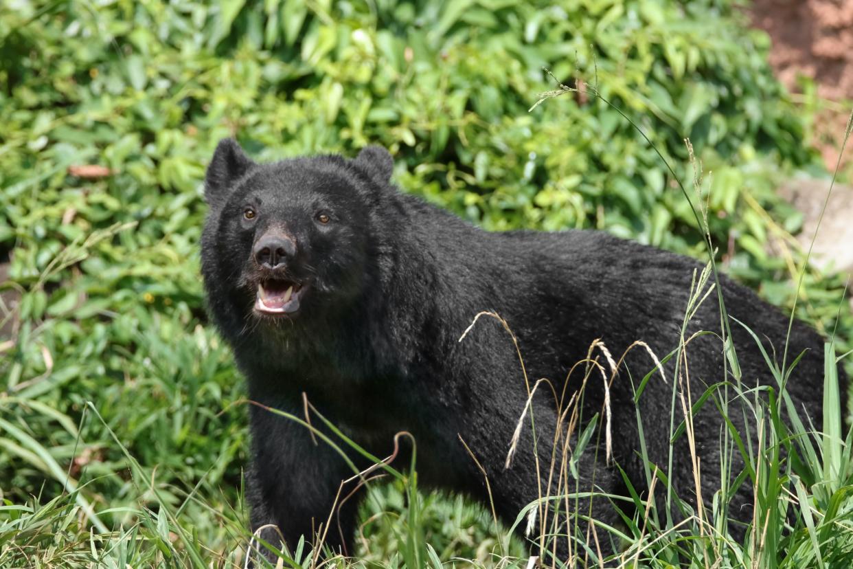 It's a picture of Asian black bear.