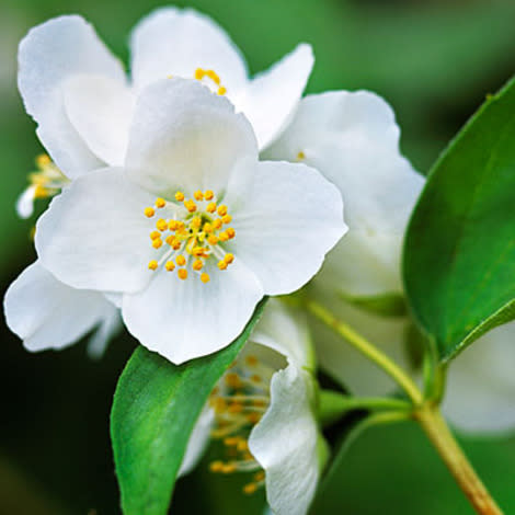 Mock orange