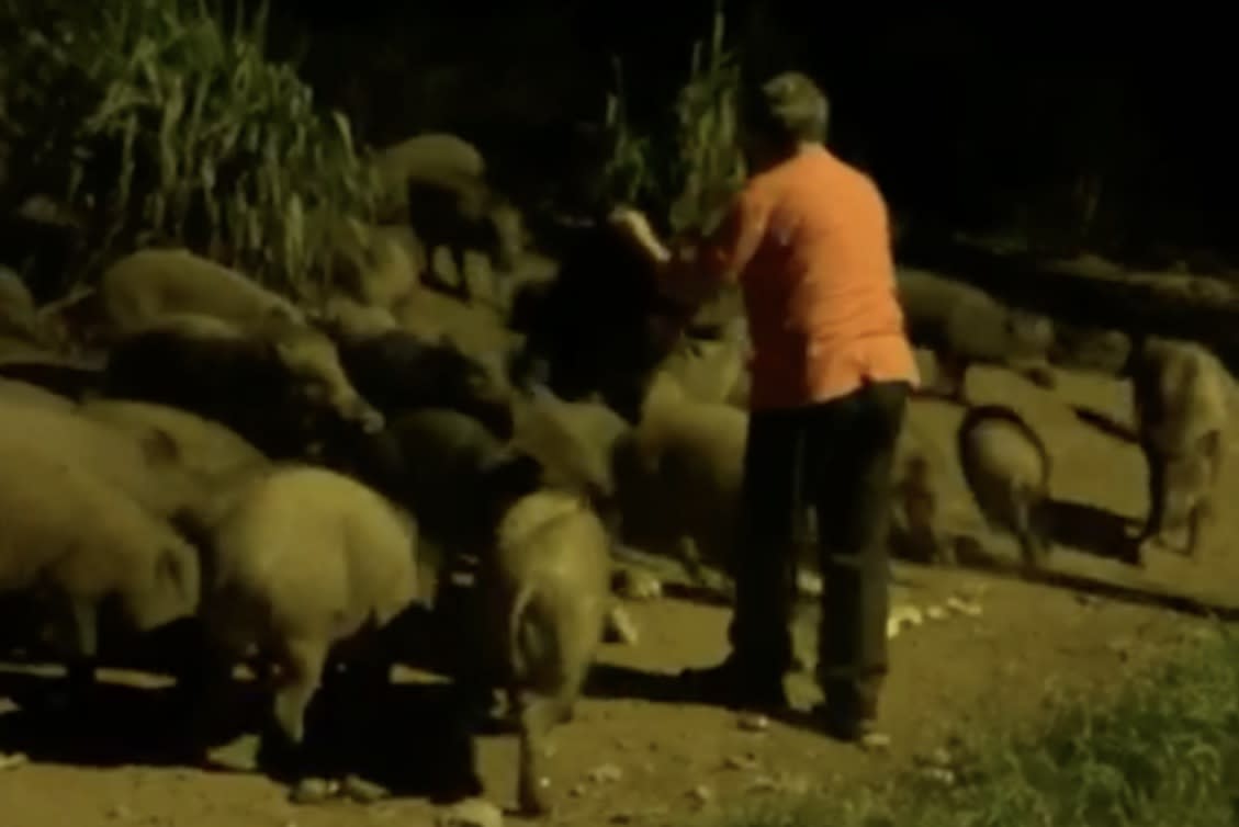 Man pictured feeding wild boars at Lorong Halus. (PHOTO: Social media)