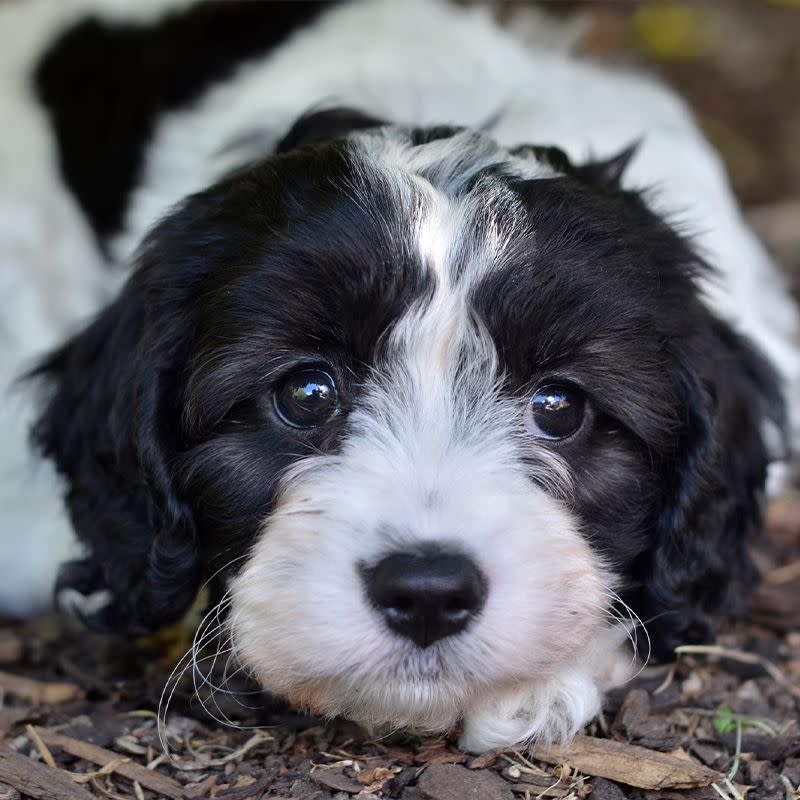 Cavoodle